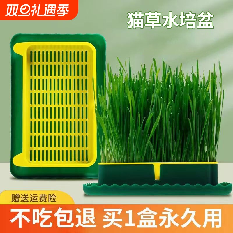 猫草盆栽种子无土水培化毛草猫薄荷小麦盆栽育苗盆栽猫咪零食用品