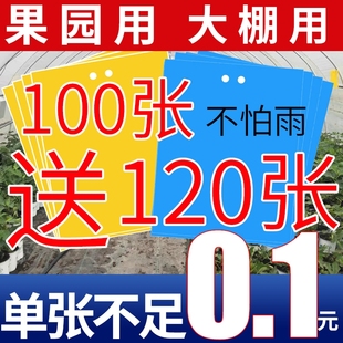 粘虫板黄板双面粘虫板大棚专用蓟马家用黄蓝一体色诱虫板果园庭院