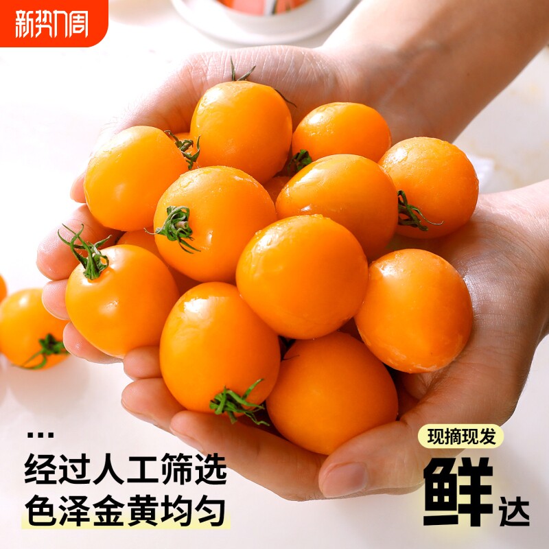 黄金圣女果自然熟小番茄千禧5斤当季新鲜农家蔬菜脆甜生吃水果