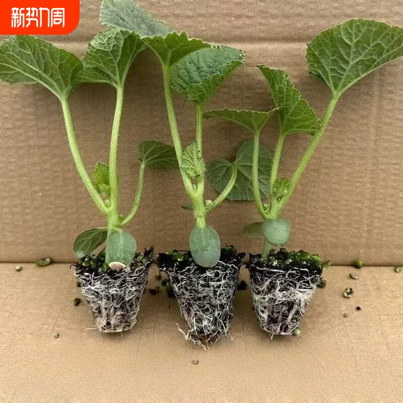 超甜羊角蜜甜瓜秧苗超甜羊角苗脆酥薄皮香瓜苗蔬菜瓜果种苗盆栽