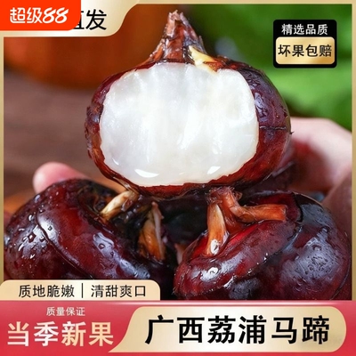 广西马蹄荸荠新鲜特大果现挖现发脆甜地梨蔬菜马蹄果当季水果