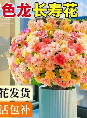 长寿花盆栽重瓣大花变色龙带花苞花苗四季开花绿植物室内桌面花卉