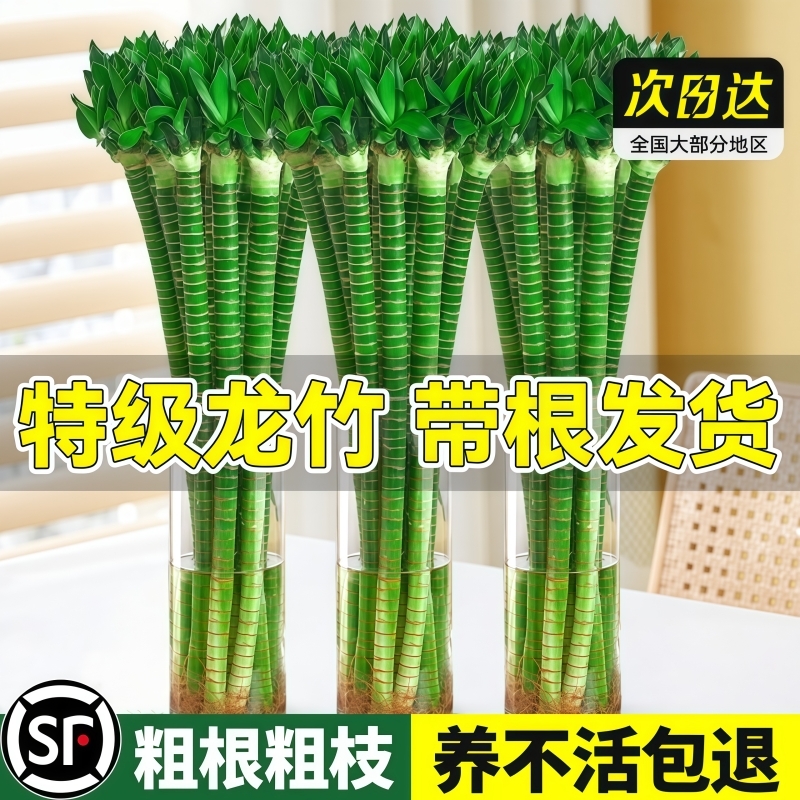 文昌竹4支金榜题名富贵竹水培转运竹四季盆栽绿植物室内客厅办公