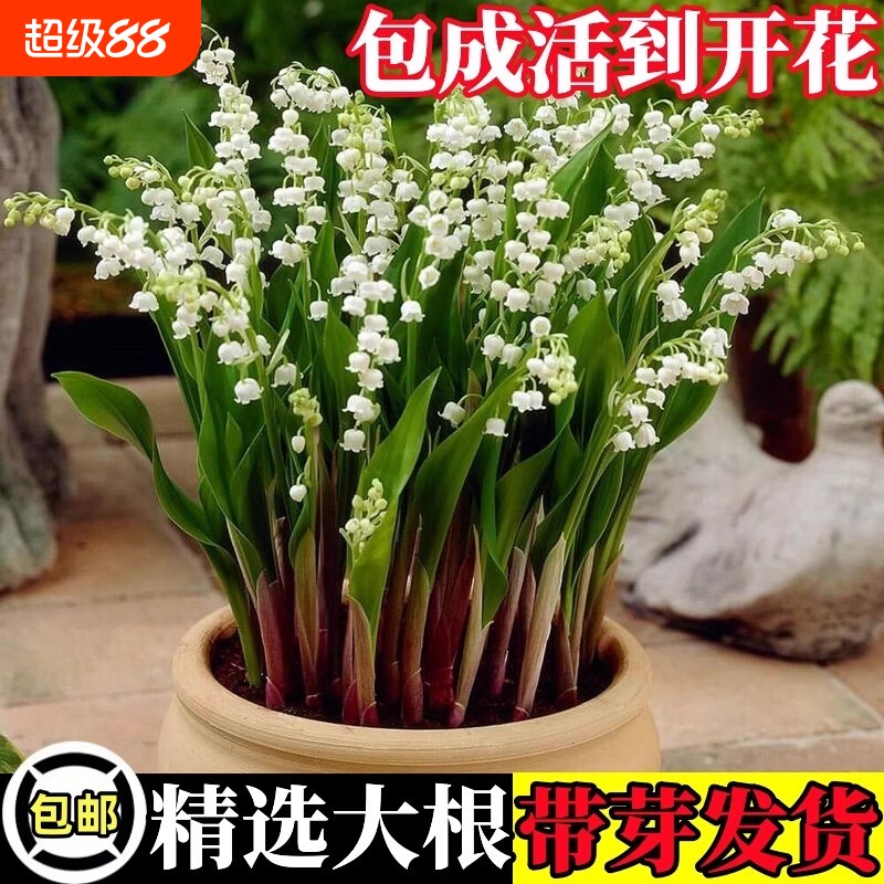 铃兰花苗带根盆栽种球进口耐寒室内外花卉四季播种开花种子苗阳台图片