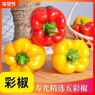 新鲜生吃水果甜椒新鲜直发红黄混打椒灯笼椒太空椒新鲜脆甜