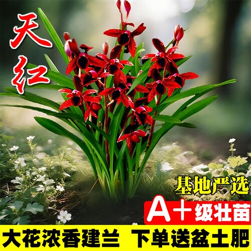 名贵建兰四季兰花苗夏室内好养花卉盆栽绿植开花客厅品种花草阳台