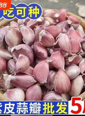 紫皮大蒜散装蒜瓣可吃可种2026新蒜带皮手剥蒜种子旗舰店9斤新鲜