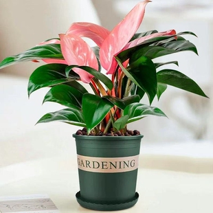 蔓绿绒大叶金钻水培绿萝植物室内吸甲醛绿植盆栽客厅铂金土培耐阴