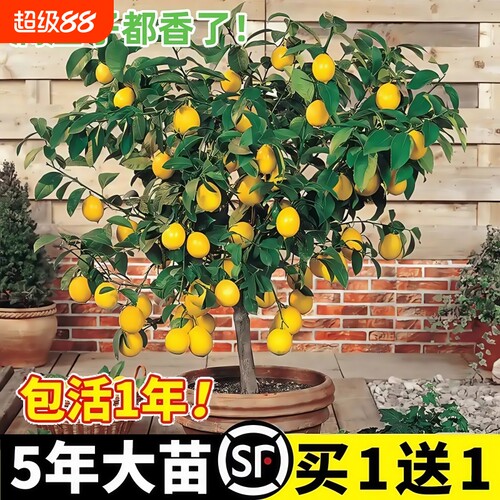 香水柠檬树苗盆栽|超1000次加购
