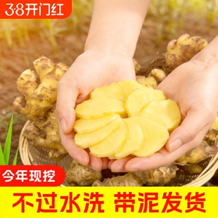 今年新云南小黄姜红河新鲜生姜老姜现挖高山沙姜土姜种子蔬菜批发