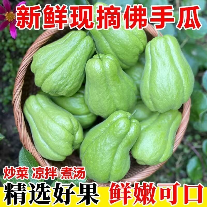 老品种云南建水佛手瓜新鲜现摘当季洋瓜新鲜蔬菜农家自种时令蔬菜