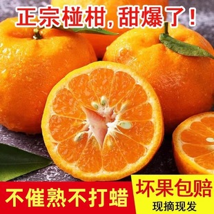 正宗四川椪柑柑桔新鲜水果整箱南方橘子薄皮当季碰柑九斤整箱发货