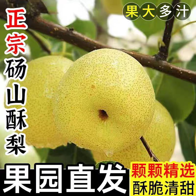 正宗砀山酥梨脆甜多汁现摘梨子新鲜水果应季水果孕妇老人可食用