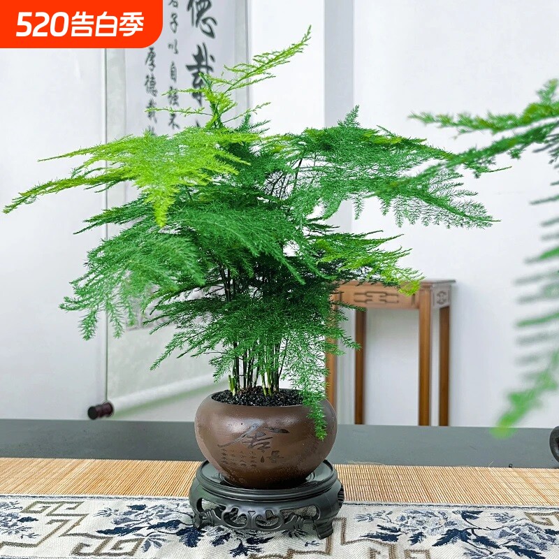 文竹创意舍得盆绿纱盆桌面小盆景办公室茶桌绿植盆栽中式禅意风