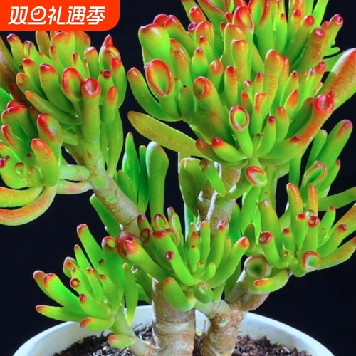 吸财树老桩招财新手好养