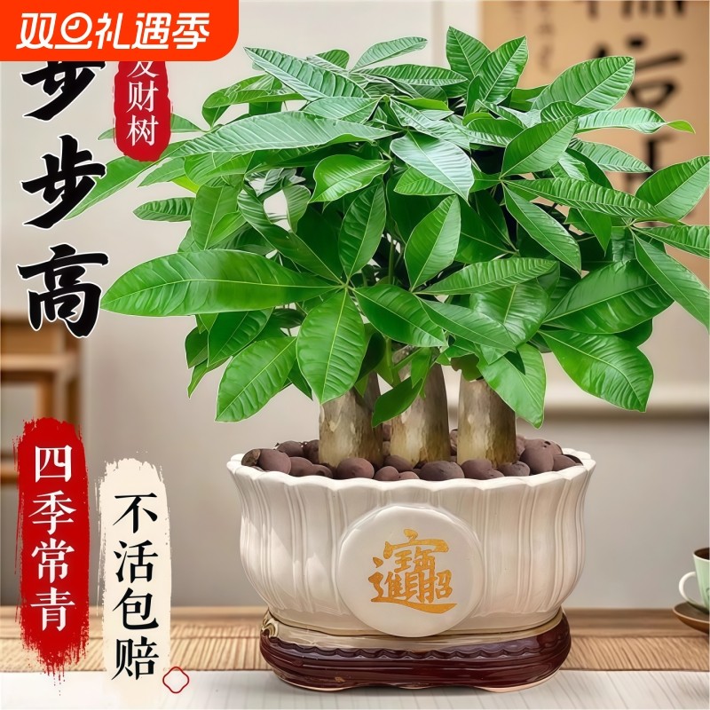 发财树盆栽花卉绿植物室内客厅大招财中式金钱树盆景净化空气阳台