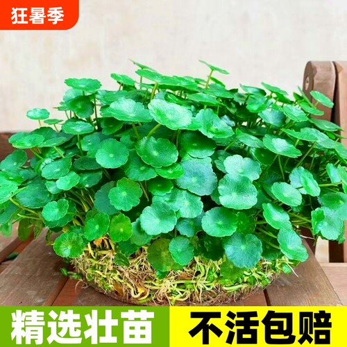 茂盛带叶铜钱草包成活
