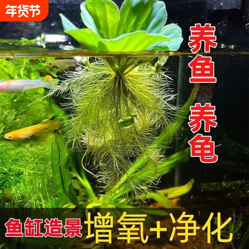 水芙蓉浮萍水草鱼池净化水质水养增氧真水草室内外乌龟缸水养植物