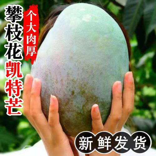 果园直发正宗四川攀枝花凯特芒当季新鲜大青芒果整箱批发现摘黄皮