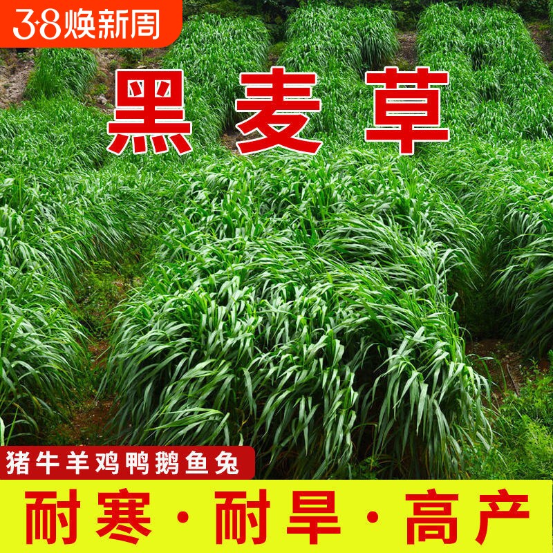 黑麦草种籽子种四季耐寒牧草种子草种孑种植南方开花高产多年生