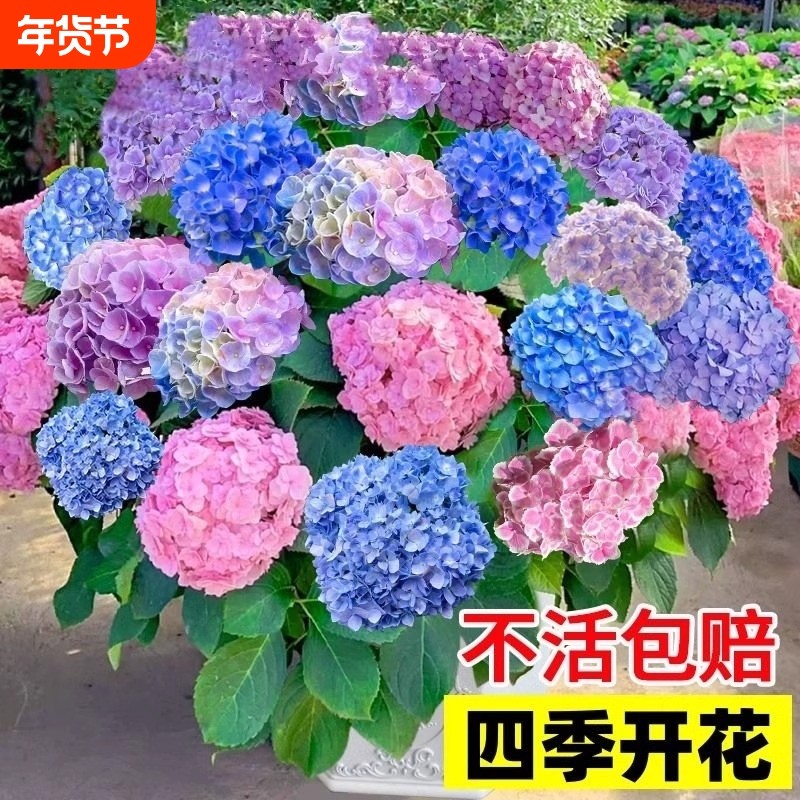 绣球花苗盆栽老桩无尽夏大花室外植物庭院好养玫瑰花耐寒四季开花,鲜花速递/花卉仿真/绿植园艺,绣球/木绣球/木本植物,淘宝优惠券,粉丝福利购,淘宝优惠卷