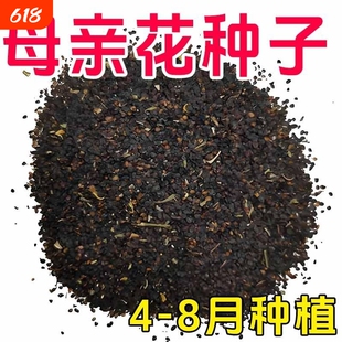 【多色母亲花】重瓣康乃馨种子四季开花懒人种活花卉盆栽阳台庭院