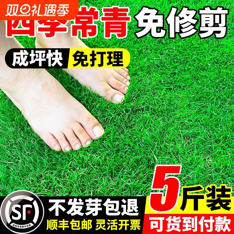 草坪草籽护坡狗牙根马尼拉草皮绿化四季常青黑麦草种子孑植物庭院