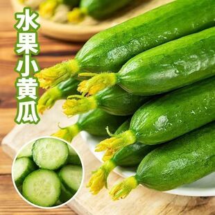 山东品质源头当季无刺新鲜小黄瓜水果黄瓜生吃清脆鲜嫩爽口现摘