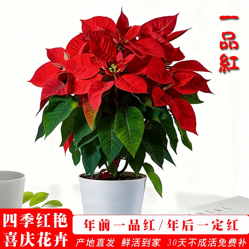 一品红盆栽鸿运当头室内客厅净化空气花卉好养绿植物水培带花老桩图片