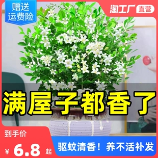 千里浓香树苗室内四季 开花卉驱蚊绿植 九里香盆栽水培植物老桩四季