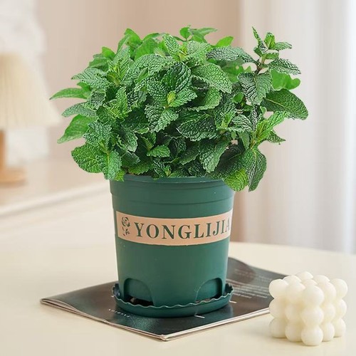 薄荷盆栽水培薄荷叶可食用迷迭香驱蚊草植物室内绿植花卉多规格