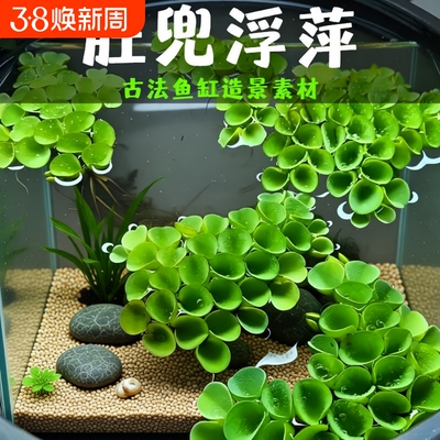 鱼缸造景净化水质肚兜萍水浮萍槐叶萍懒人水草浮萍养鱼龟水
