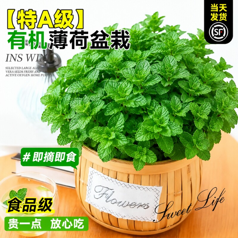 薄荷盆栽可食用植物迷迭香留兰香大苗叶室内桌面绿植四季好养大盆图片
