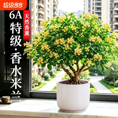香水米兰花盆栽带花苞浓香驱蚊
