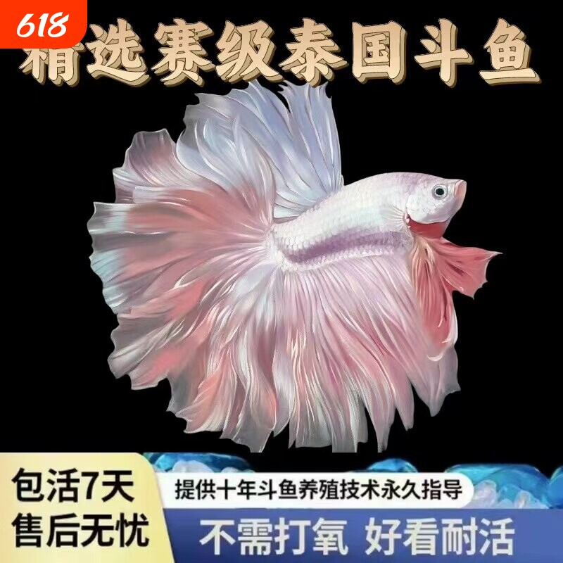泰国斗鱼仙女款纯白半月超美网红小型淡水热带冷水观赏鱼好养耐活