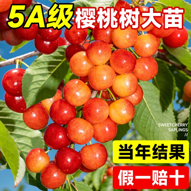 樱桃树大樱桃苗南北方中华小土樱桃车厘子红妃果苗盆栽种植庭院