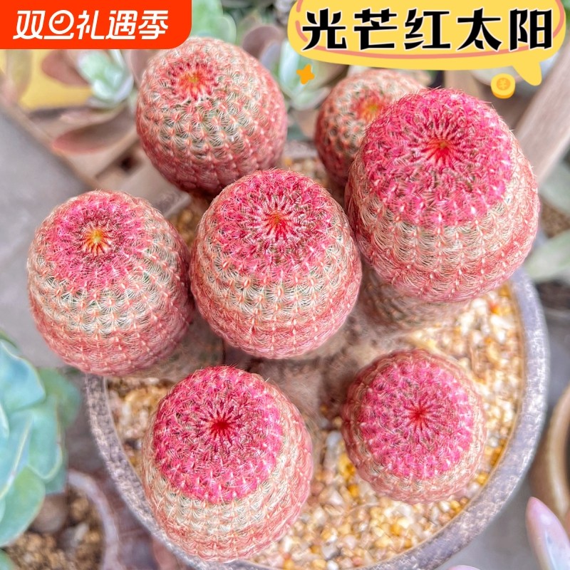 红太阳实生仙人球开花懒人好养仙人掌多肉室内办公桌防辐射小盆栽