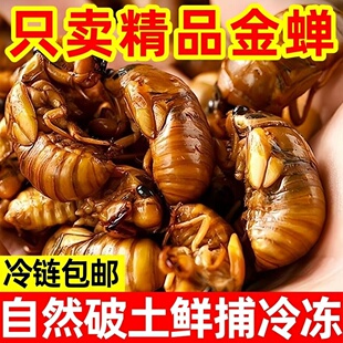 野生金蝉知了猴爬叉猴现抓大号当季野生知了猴结了龟冷冻无添加