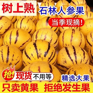 正宗石林人参果2026新鲜圆果人生果娃娃果黄肉水果C当季树上熟