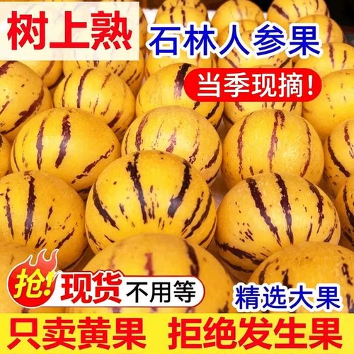 正宗石林人参果2026新鲜现摘人参果圆果人生果娃娃果黄肉水果C