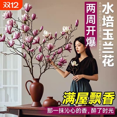 玉兰真花水培新年装饰耐寒梅花年宵干枝鲜花室内花卉