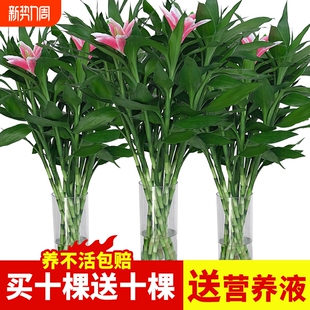观音竹水培植物水养带根花卉绿植绿萝室内盆栽转运竹子富贵竹花瓶