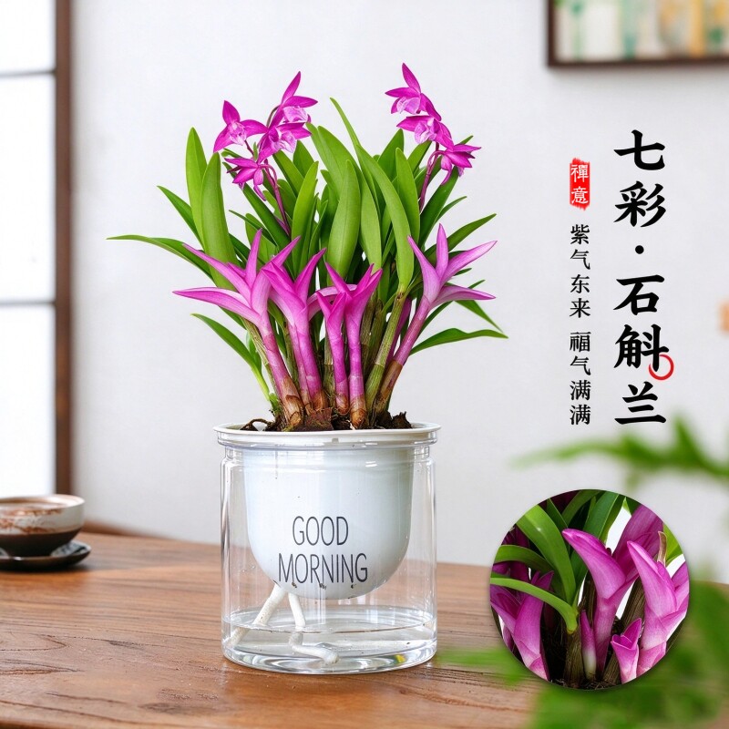 基地直发七彩香水石斛兰花苗四季好养年宵花卉室内浓香盆栽绿植物