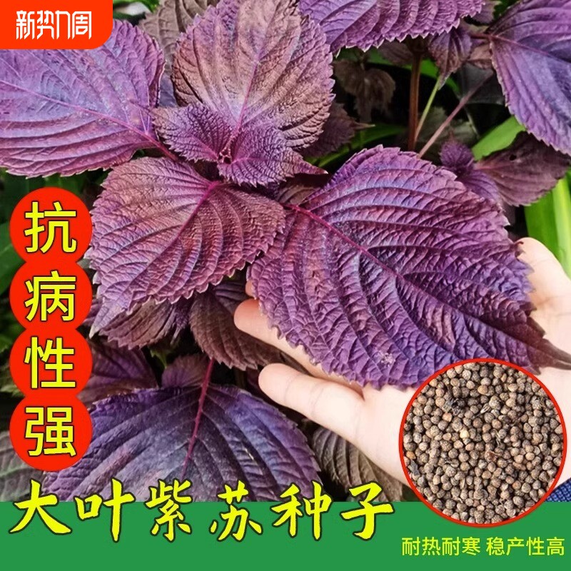 紫苏种子紫苏叶种籽盆栽菜种子可食用苏子籽四季可播易种蔬菜种子
