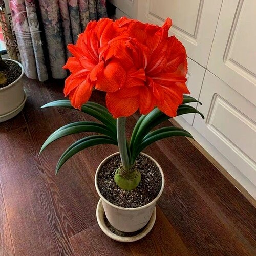 开花荷兰进口重瓣朱顶红盆栽四季开花室内阳台庭院好养活花期耐阴