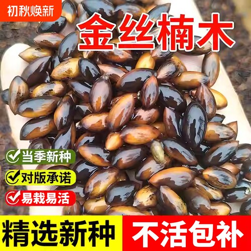 金丝楠木种子正宗四川小叶楠金丝楠木树大叶紫楠多年生乔木树种籽