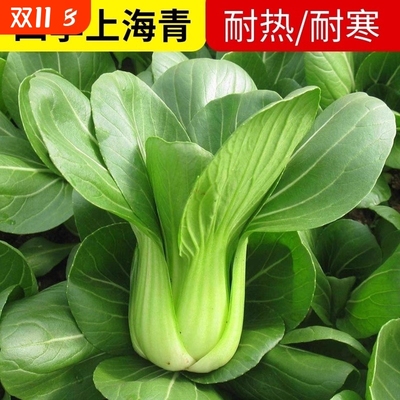上海青农家小油菜籽青梗菜四季小白菜种子上蔬菜小青菜籽盆栽阳台