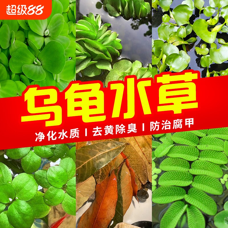 龟缸水草绿植乌龟缸造景专用图片