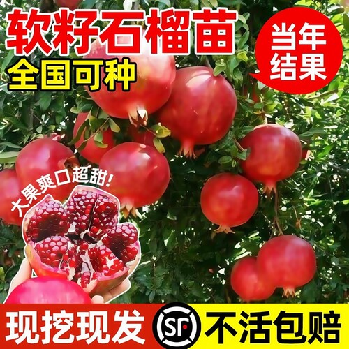石榴树树苗突尼斯软籽石榴苗盆栽庭院果树甜石榴种植水果嫁接青皮