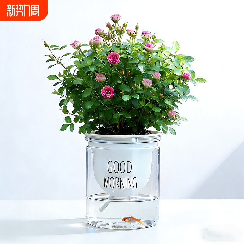 迷你超微姬月季带花苞水培须惠姬乙女室内好养浓香花卉盆栽绿植物